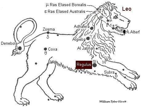 regulus