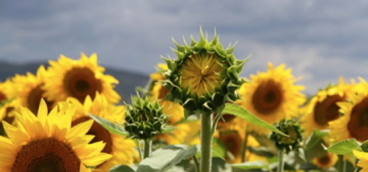 Late Bloomers in Love